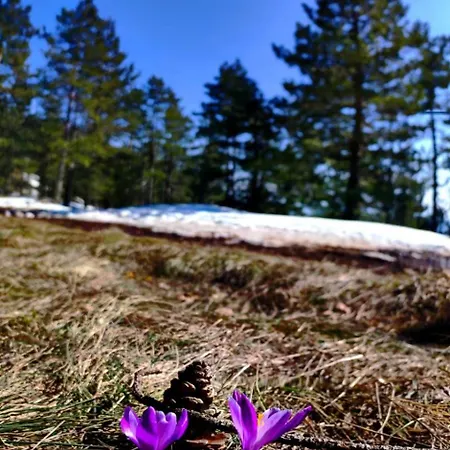 Vitko Divcigora شقة *